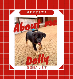 新しく我が家の仲間入り🐾Dolly（ドリー）