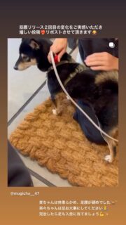 メディセル 筋膜リリース
施術２回目 @mugicha__47 ちゃん
リールをリポストさせて頂きます✴️
⁡
麦茶ちゃんは普段から運動量も多く足の筋肉がスゴい👏✨️
⁡
凝りやむくみ、張っている体をメディセルで
元の状態の体に戻していきます˙˚ᜊ ᜊ˚˙
⁡
そもそも筋膜とは,,,
筋肉だけでなく、骨、内臓、血管、神経などを包み込み
全身をつなぐ「第二の骨格」とも呼ばれる薄い膜状の
結合組織です。
⁡
という事は、筋肉をリリースする事で、皮膚だけではなく
骨や内蔵にも良い影響を及ぼし、血流が良くなることで
体の可動域も広がり体を動かしやすくなる事が分かりますねˊ˗
⁡
そして更にˊ˗
皮膚は脳と繋がっているのです
`⎚⩊⎚´ -✧
⁡
１回目の施術をして筋膜がほぐされた状態から、状態を維持しつつ２週間以内の施術だった事もあり、更に効果が実感できたんだと思います✦
⁡
元々は人間の施術方法だった筋膜リリースが
競走馬を始め、犬や猫の脊椎動物全てに適用される事が分かり、数々の学会から論文が発表されています°˖✧◝
⁡
気になる方はお試し価格のキャンペーン中に
是非体感してくださ𓆩❤︎𓆪
⁡
@medicell_care_dog