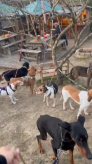 @yumito8  主催
⁡
@soragram_0821  幹事
⁡
@vahanasbar.dogpark  貸切りdogpark🐾
⁡
ごめんなさい、最高すぎて写真や動画を撮ることを忘れ
満喫し過ぎてしまいました🙏💦
⁡
犬も大人も子供も楽しい、ディ〇ニーランドより
@vahanasbar.dogpark 派🙌🙌🙌🙌🙌
⁡
菊池さんのお料理も最高に美味しかったです✨️！
⁡
ありがとうございました！
⁡
主催、幹事もありがとうございました🙇‍♂️🙇‍♀️
⁡
からの代々木公園  @inspiretokyo813 へ🚙💨

@Bestie @shei_yokohama 
⁡
に会いに行ってきました🐶🎄
⁡
遊んでいただいた皆様
lei&bloを愛でてくださった皆様
ありがとうございました🤝✴️

⁡
 #vahanasbardogpark